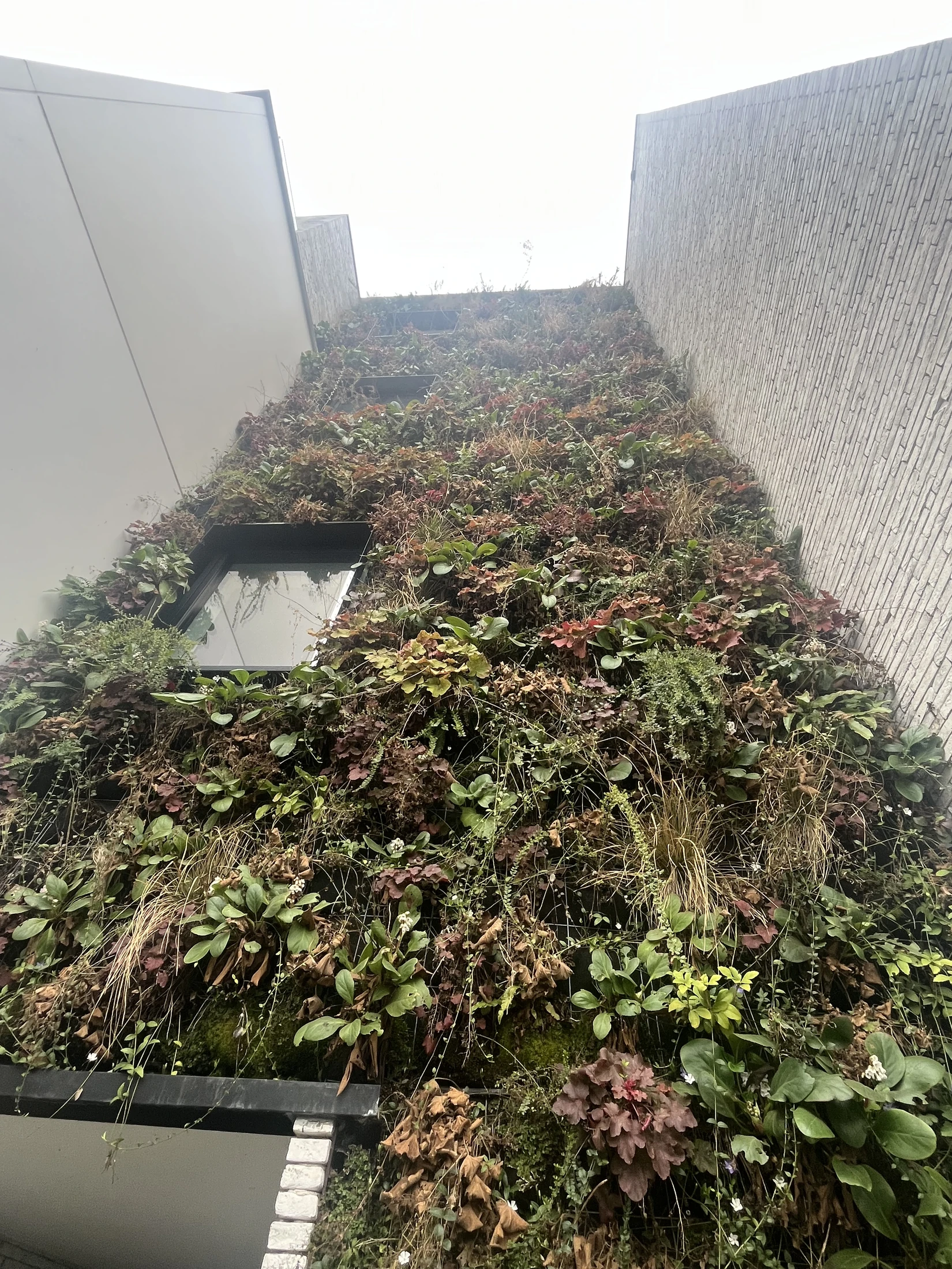 Façade végétalisée avec une végétation aux textures saisonnières