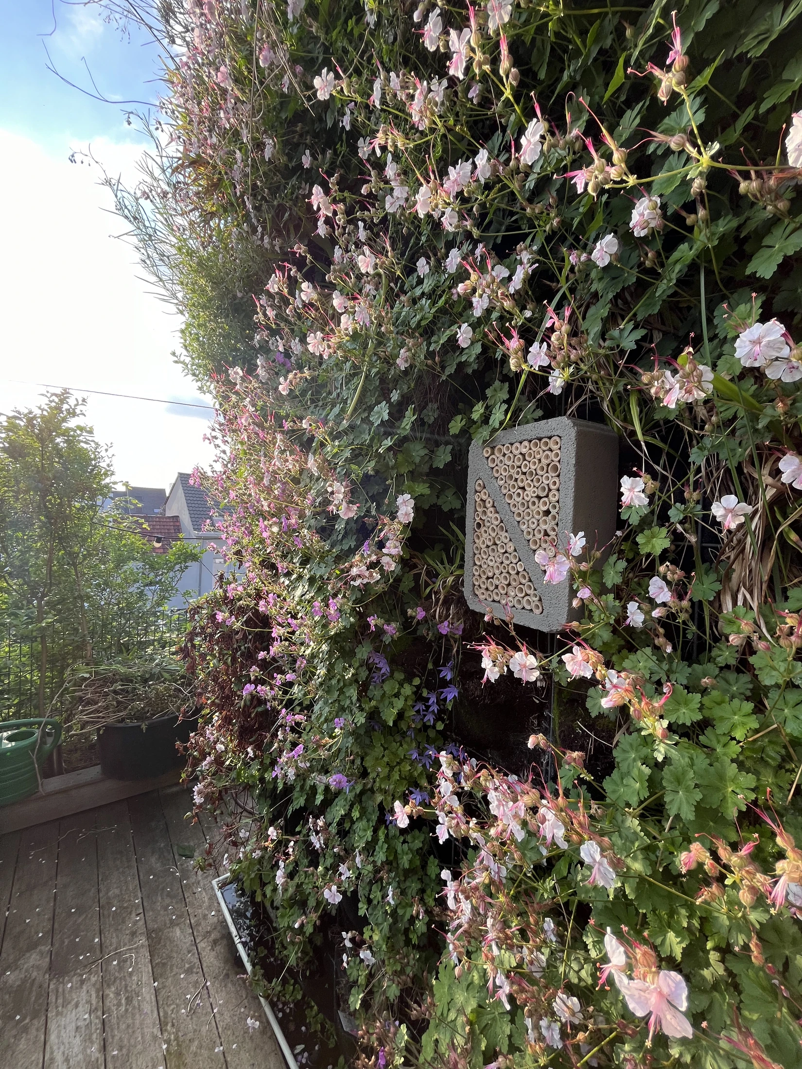 Mur végétal extérieur fleuri avec hôtel à insectes