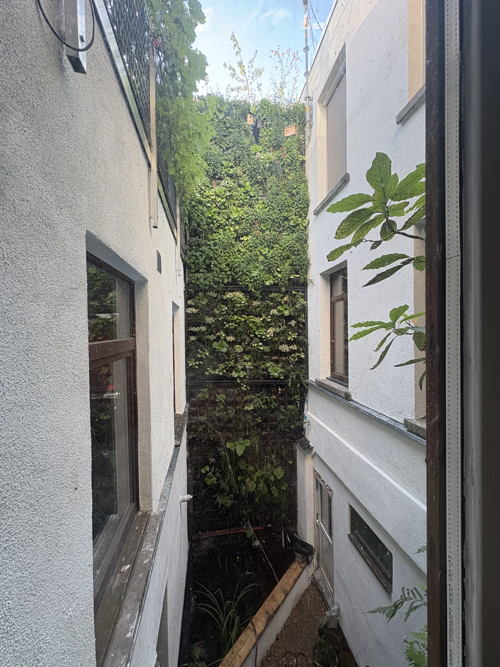 Mur végétal extérieur le long d’un passage résidentiel