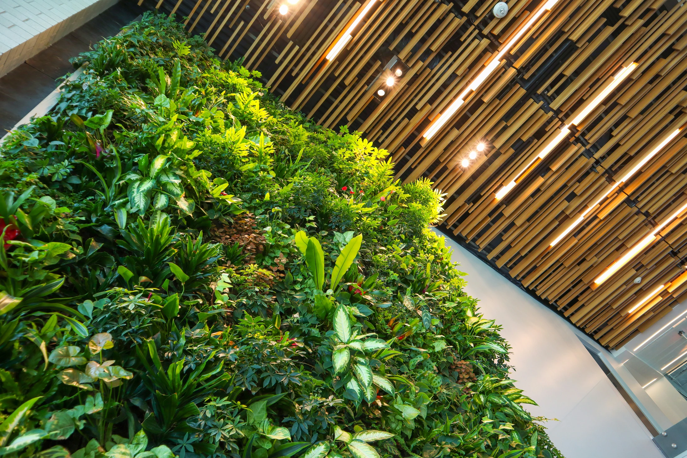 Mur végétal intérieur design dans un espace professionnel