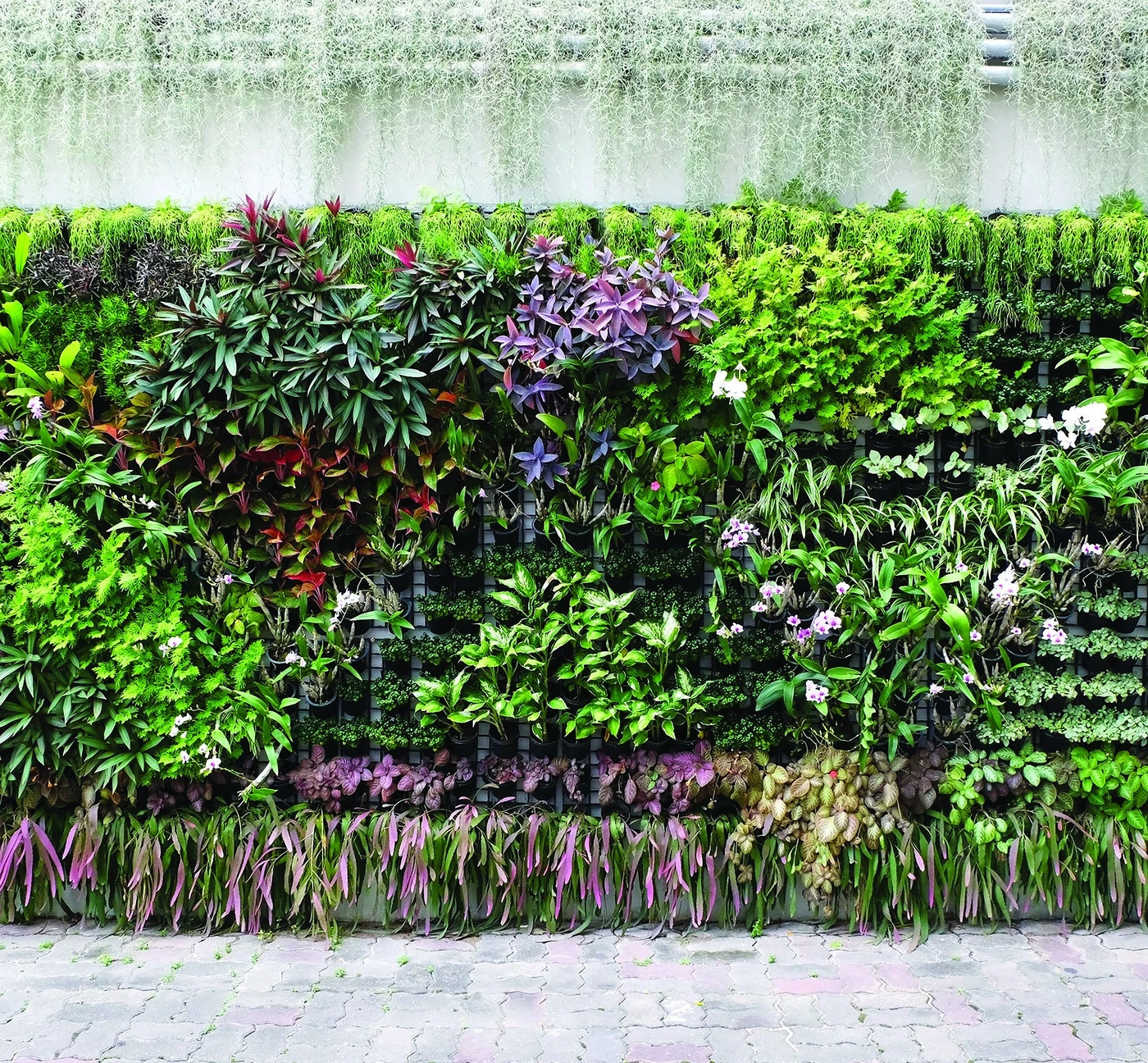 Palette végétale diversifiée sur un mur végétal extérieur