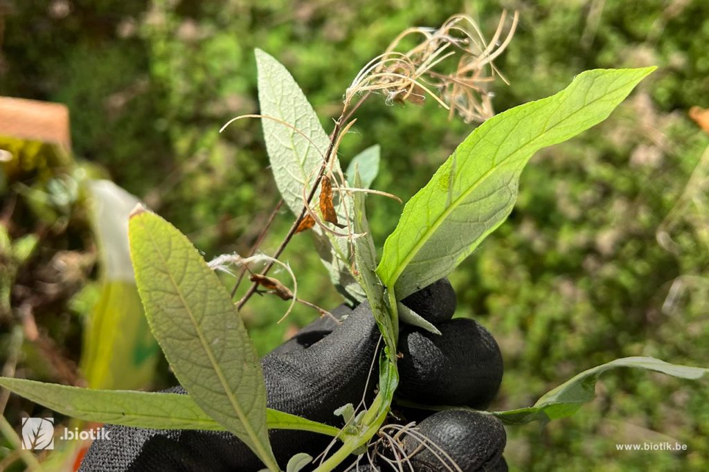 Biotik article entretien et soins pour votre toiture vegetalisee verzorging en onderhoud van uw groendak 1
