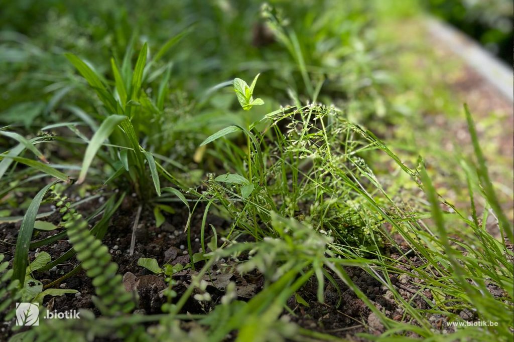 Biotik article toit vert et naturel a bruxelles integration parfaite avec l environnement groen en natuurdak in brussel pe…