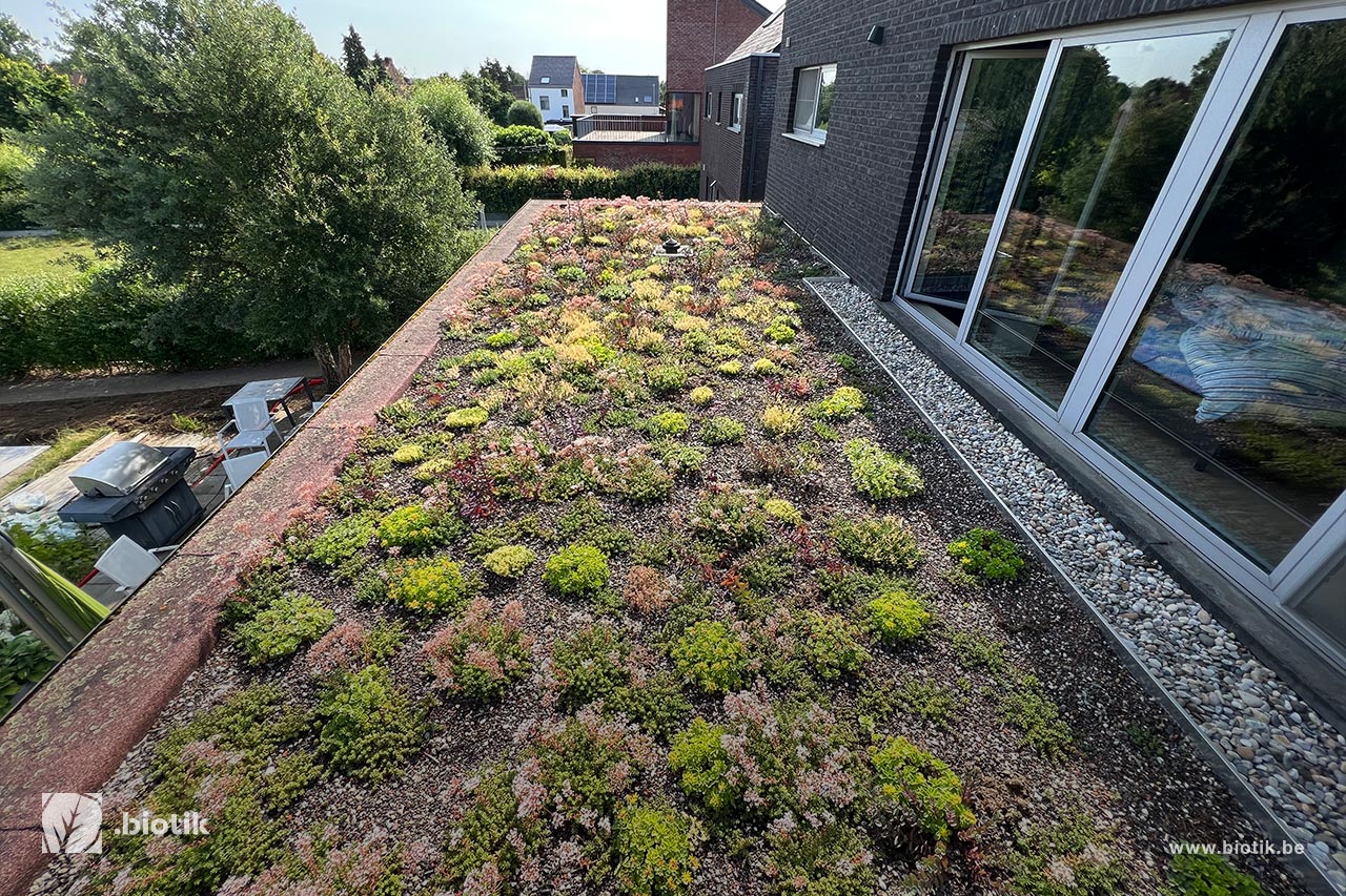 Residentiële groene daken: uw complete gids