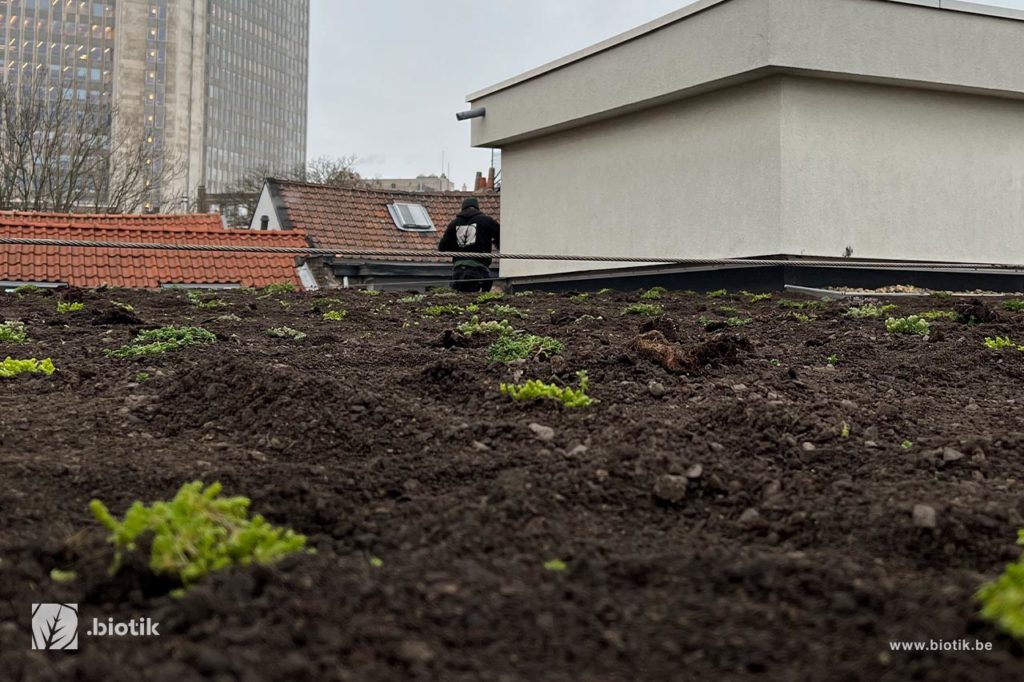 Toitures végétales et murs végétaux à Bruxelles