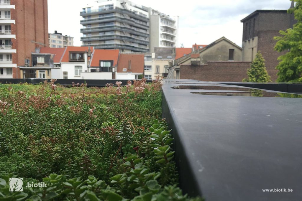 Toitures végétales et murs végétaux à Bruxelles
