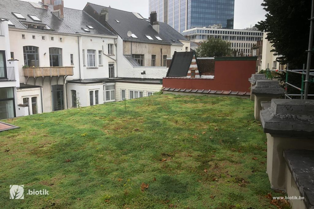 Toitures végétales et murs végétaux à Bruxelles