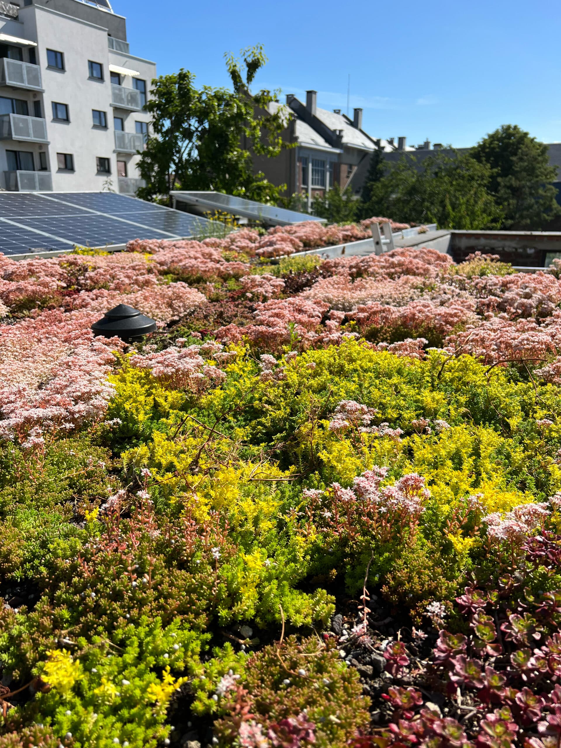 Extensief groendak