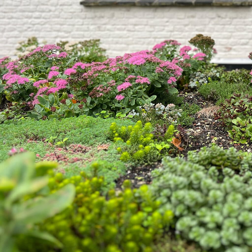 Pink flowering sedum in a mixed succulent garden with a light brick wall behind.