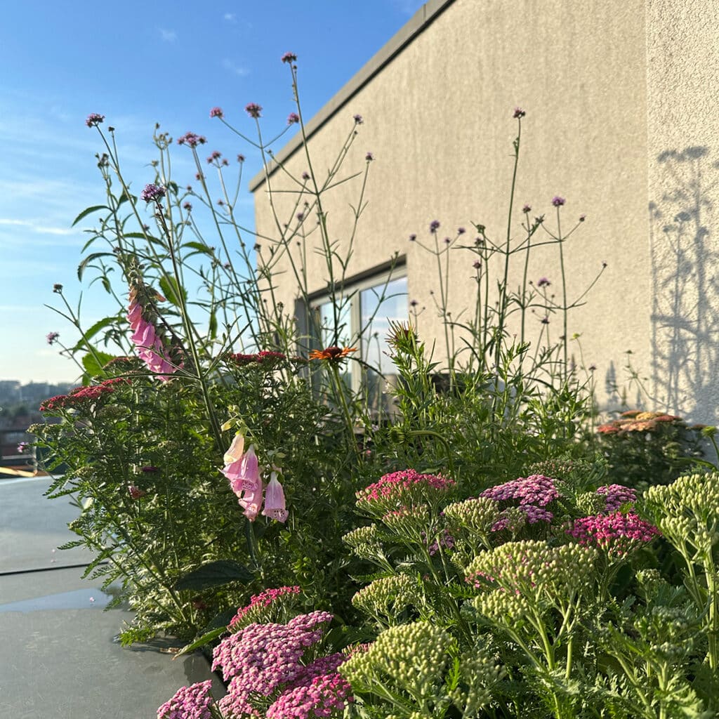 Rooftop garden with pink and purple flowers against a beige building and blue sky.