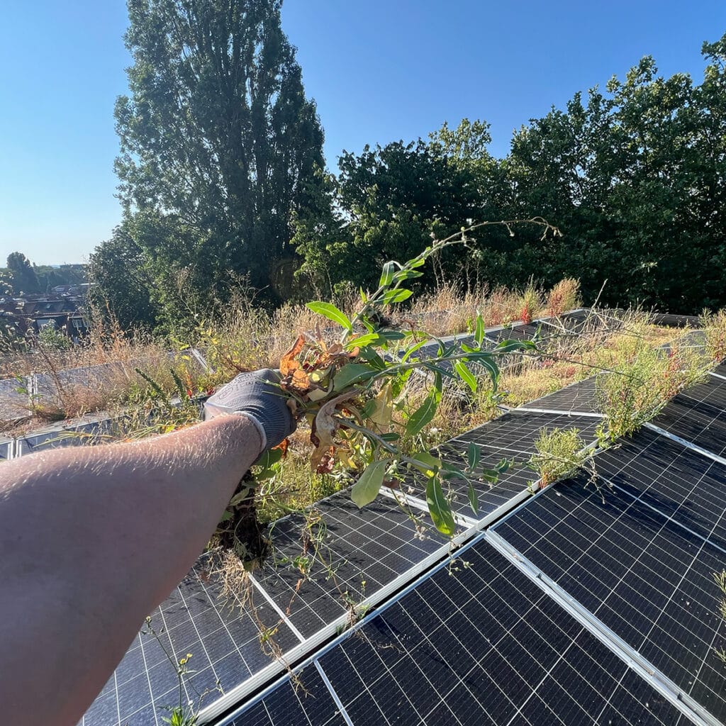 Gloved hand grabbing a weed growing among solar panels on a sunlit rooftop.