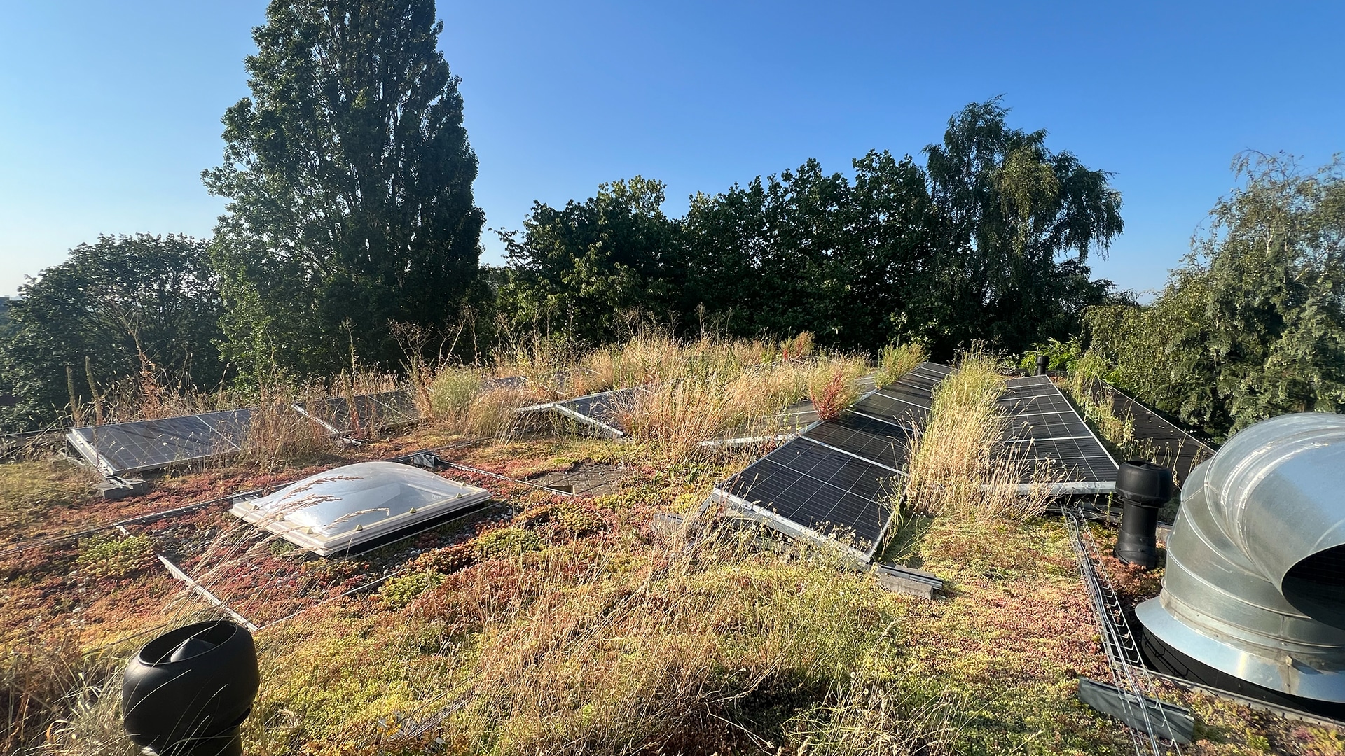 Toiture végétale avec panneaux solaires nécessitant un entretien