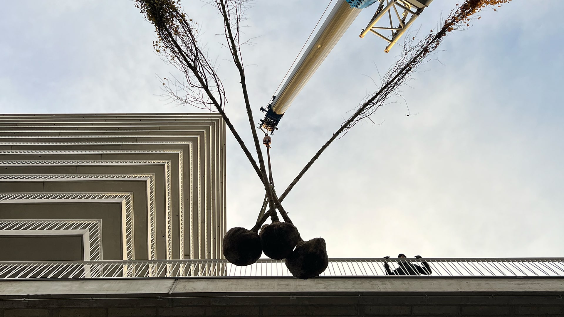 Installation d’arbres par grue pour un projet de toiture végétalisée