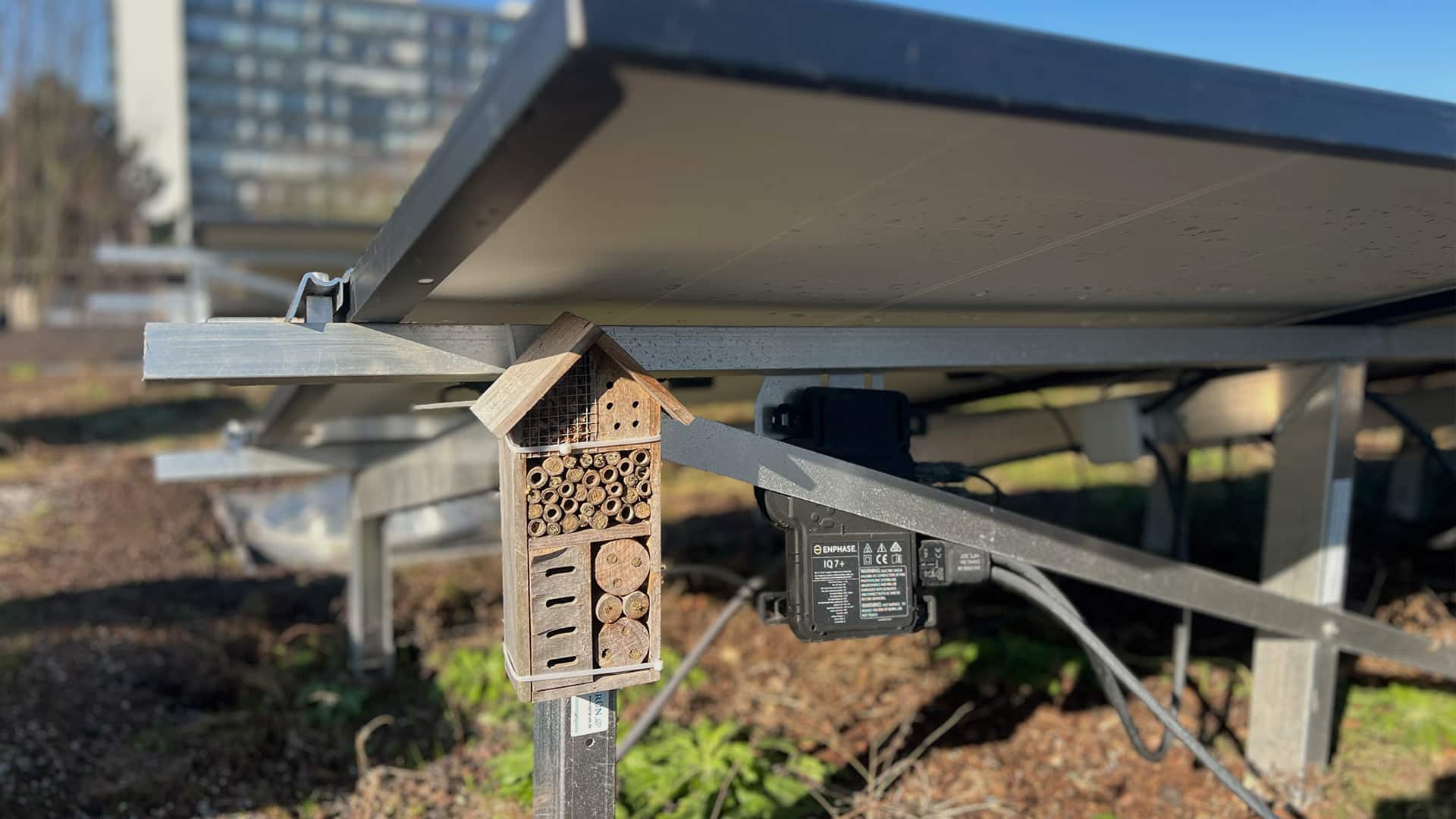 Panneaux solaires installés sur une toiture végétale avec hôtel à insectes