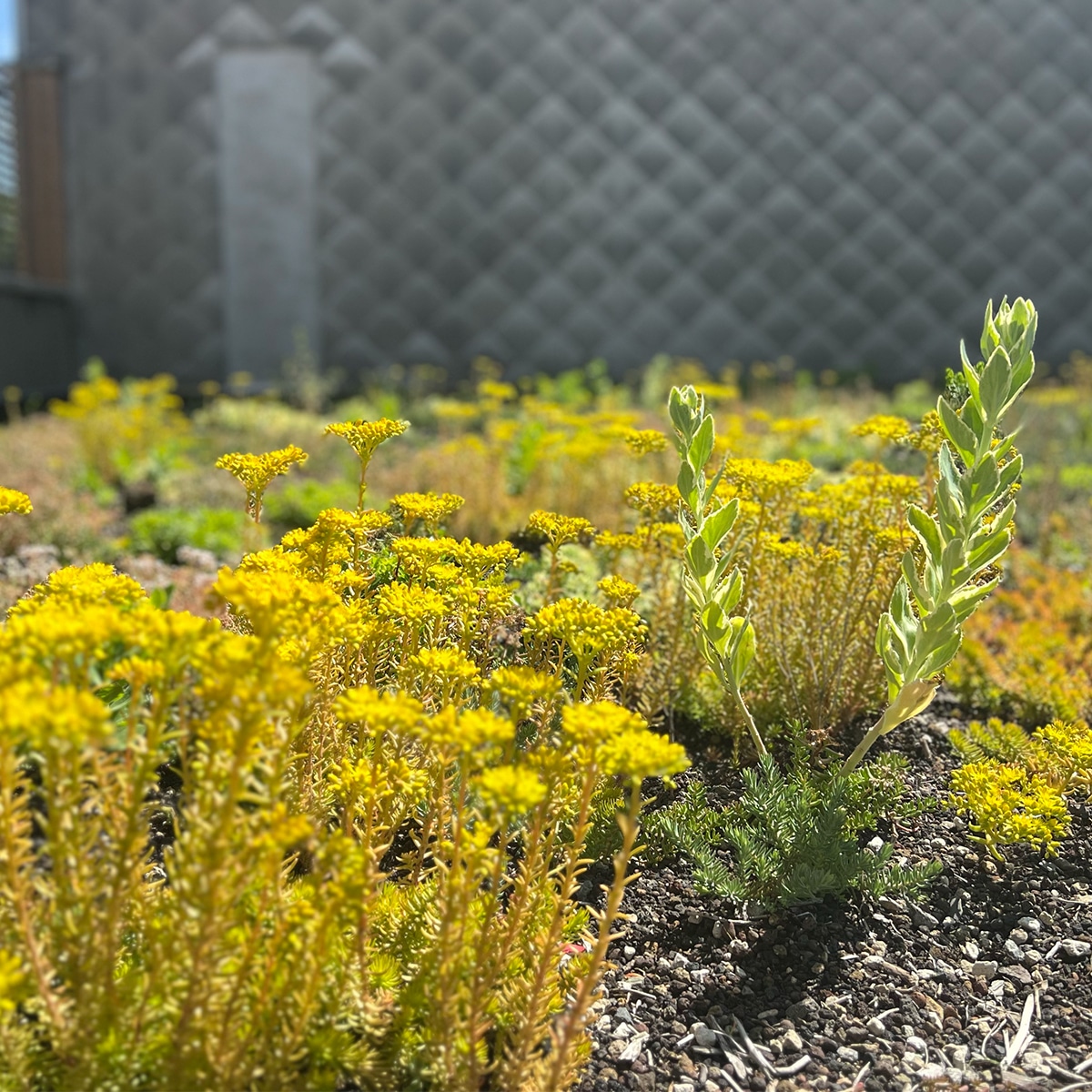 Toiture végétale composée de sedums et de plantes vivaces