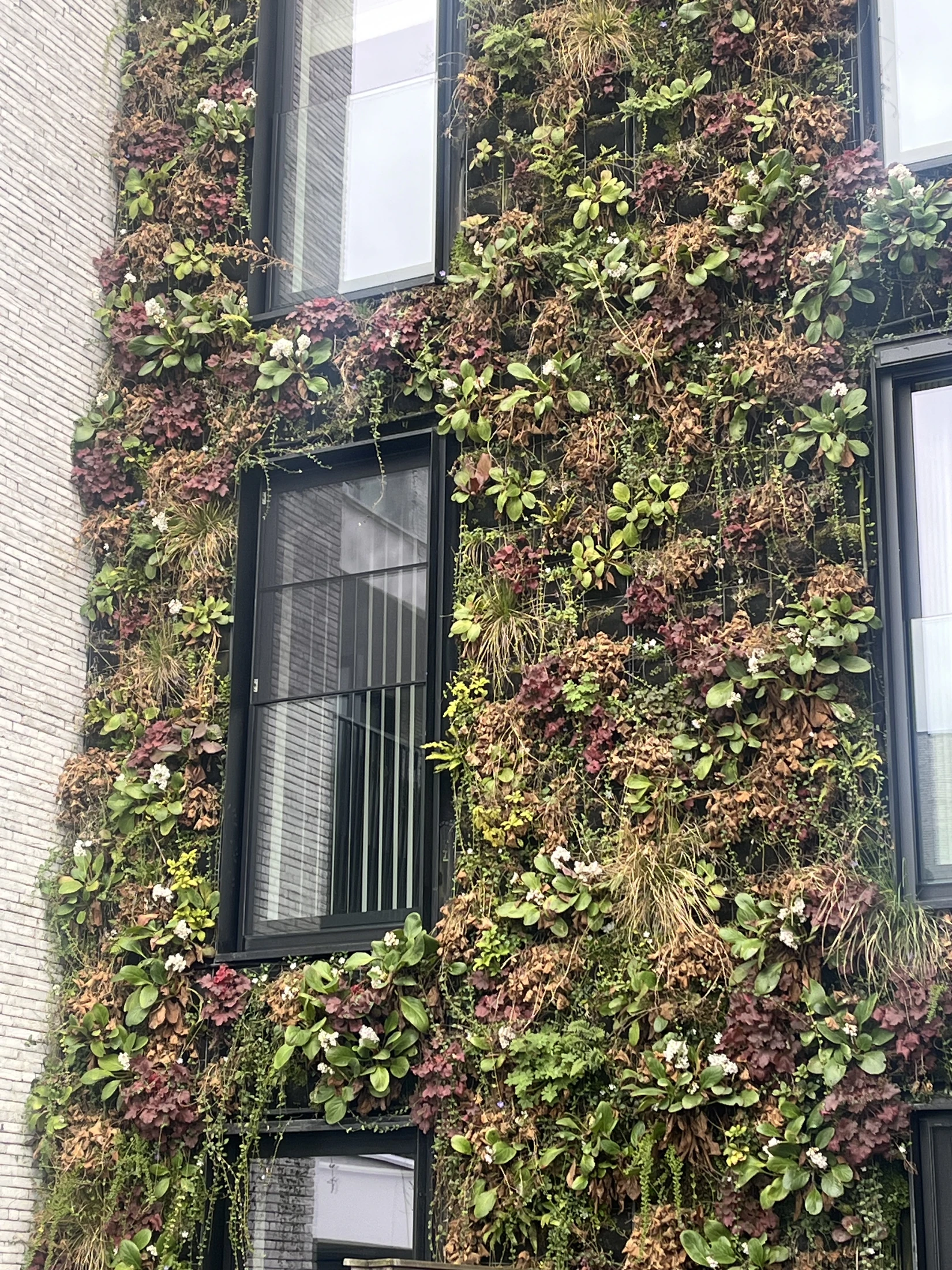Façade végétalisée développée autour des ouvertures et fenêtres