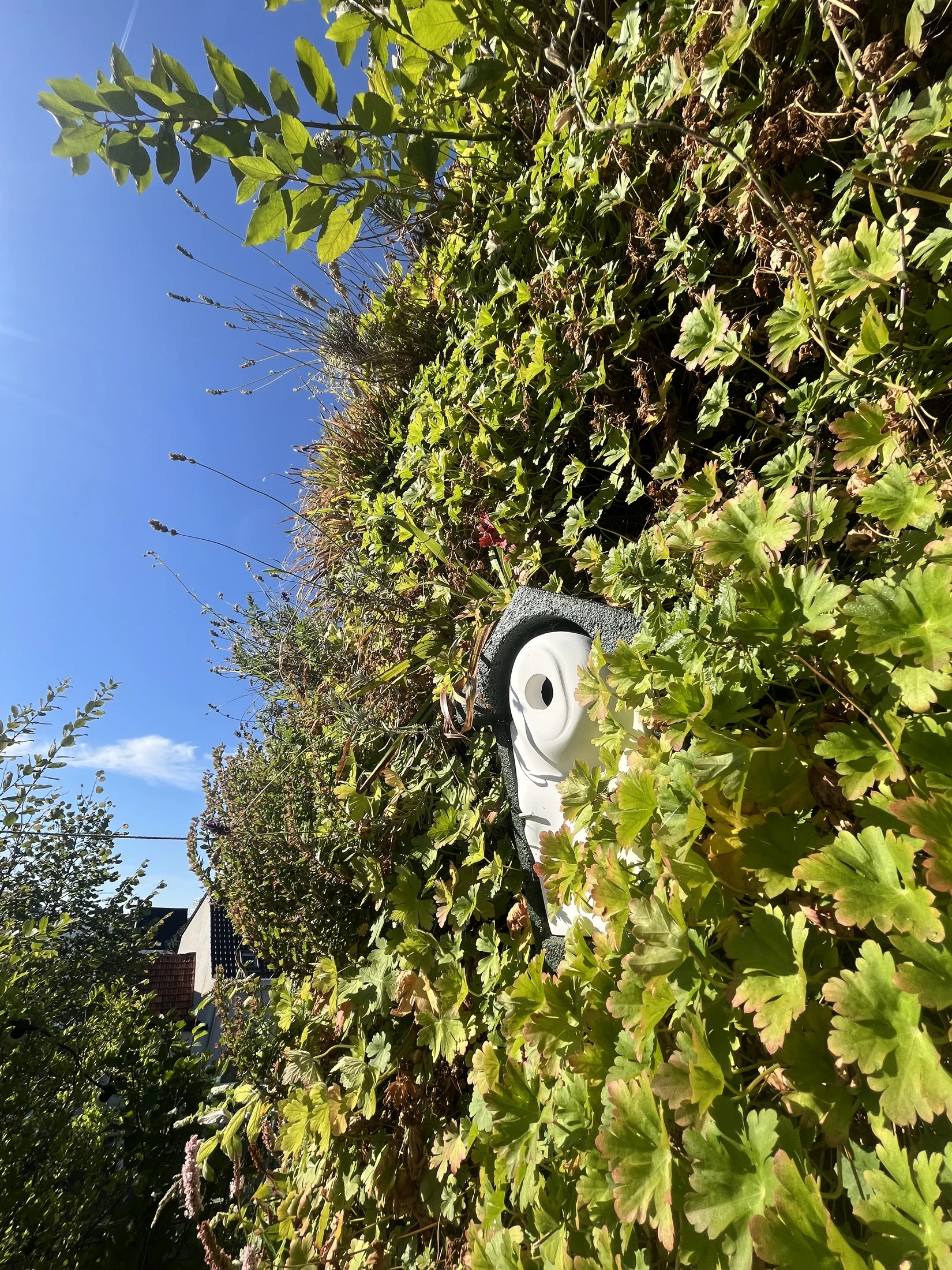 Mur végétal extérieur associé à un nichoir et à des plantations favorables à la biodiversité
