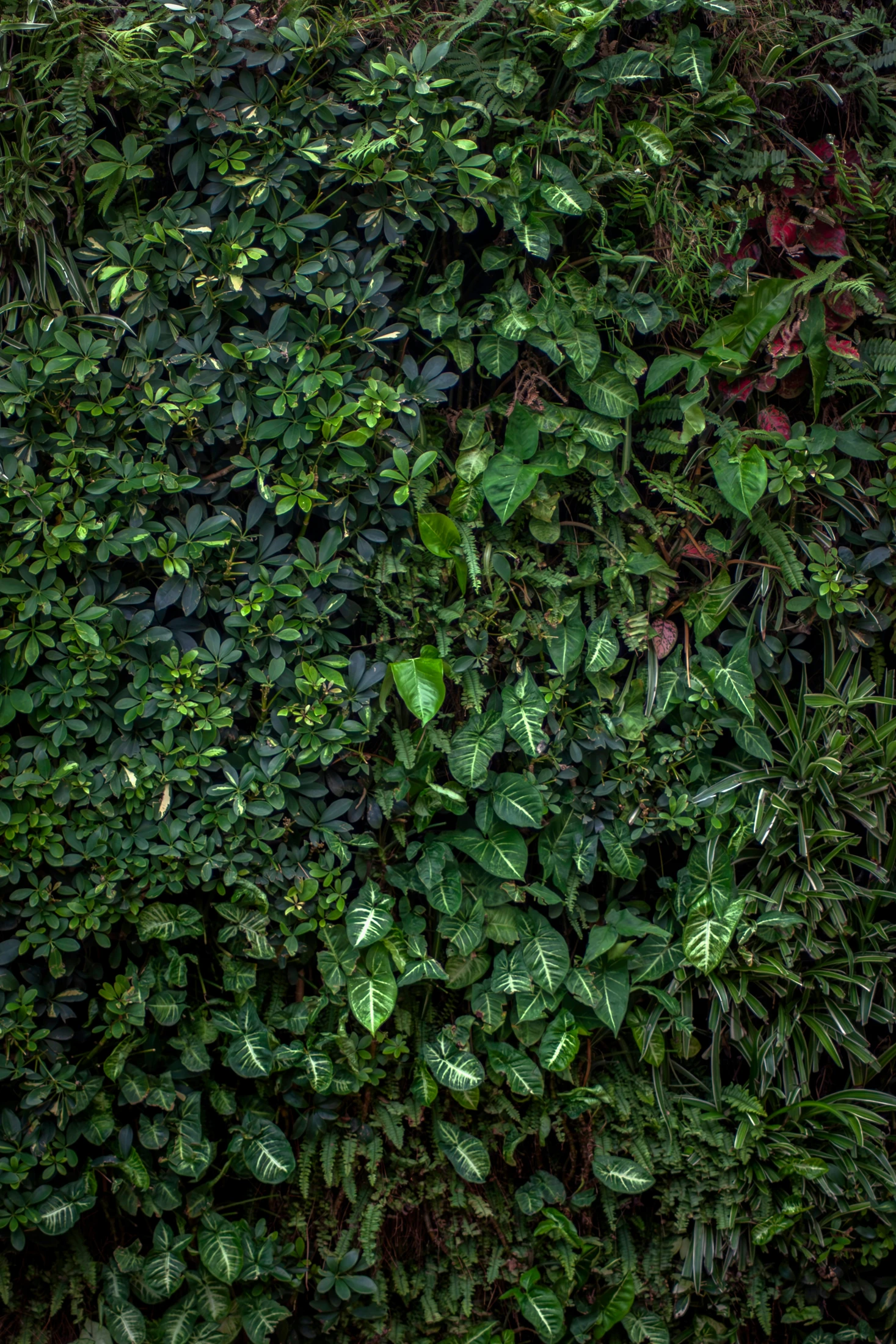 Détail de feuillage dense sur un mur végétal