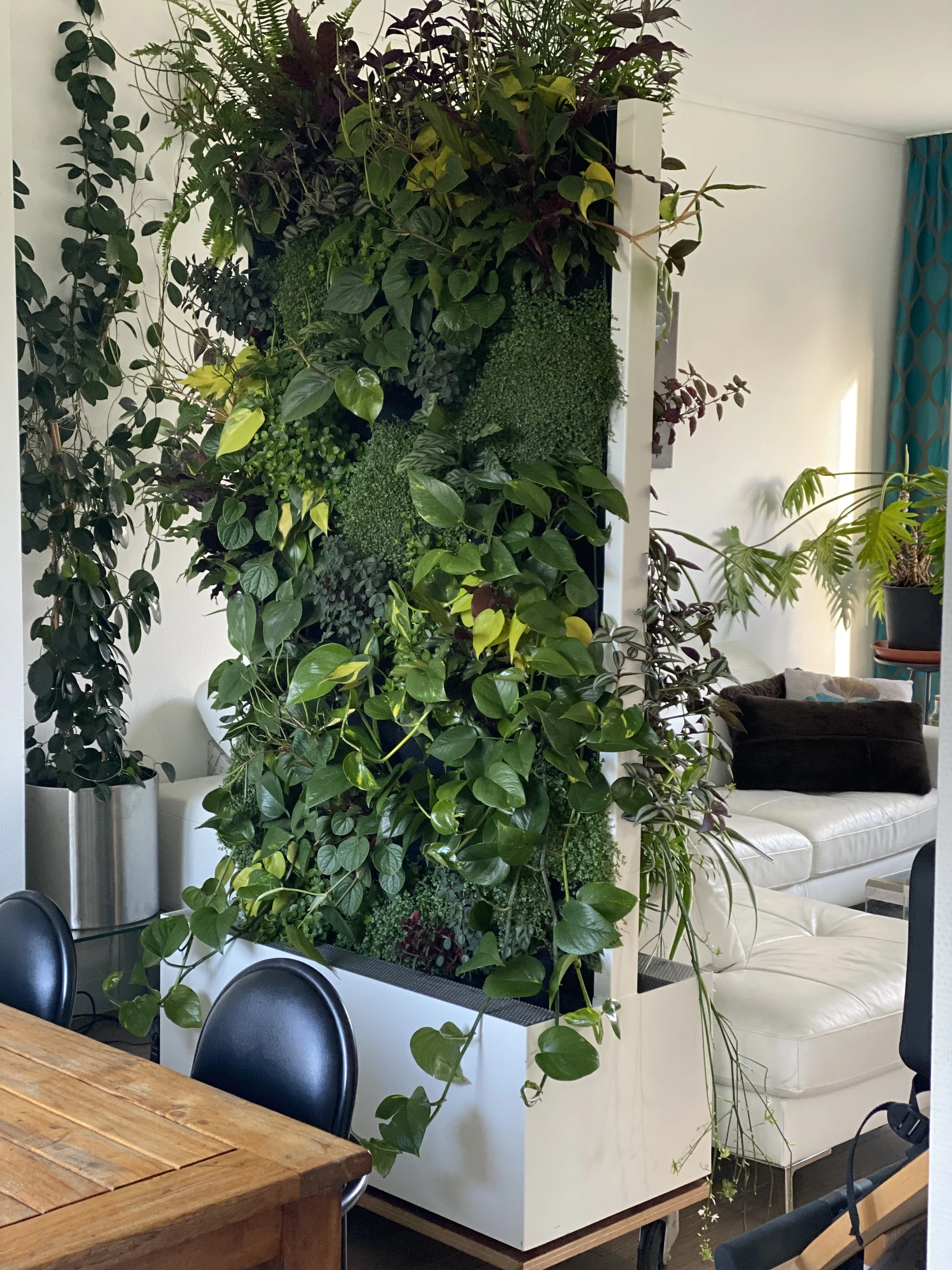 Mur végétal intérieur utilisé comme séparation végétale dans un espace
